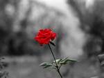 red rose