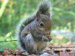 squirrel